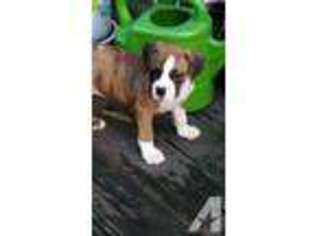 Boxer Puppy for sale in BROOKSVILLE, FL, USA