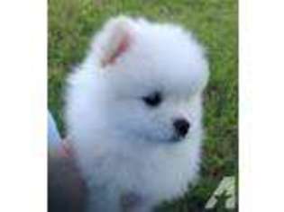 Pomeranian Puppy for sale in SCOTTSDALE, AZ, USA
