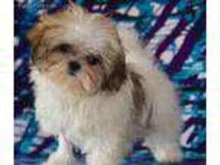 Mal-Shi Puppy for sale in Chouteau, OK, USA