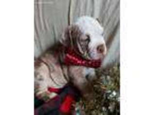 Olde English Bulldogge Puppy for sale in Rock, MI, USA