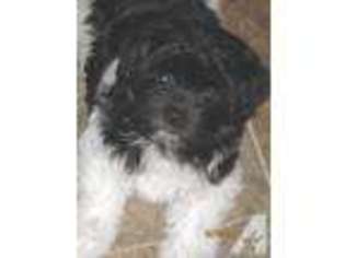 Havanese Puppy for sale in FREDONIA, NY, USA