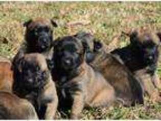 Belgian Malinois Puppy for sale in Blue Mountain, MS, USA
