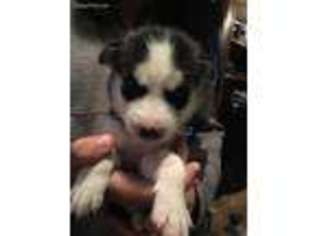 Siberian Husky Puppy for sale in Greenup, IL, USA