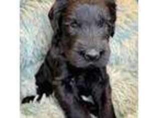 Mutt Puppy for sale in Collinsville, MS, USA