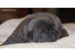 French Bulldog Puppy for sale in Rosharon, TX, USA