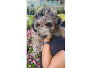 Labradoodle Puppy for sale in Decatur, IL, USA