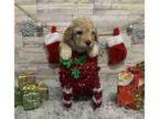 Goldendoodle Puppy for sale in Plainville, IN, USA