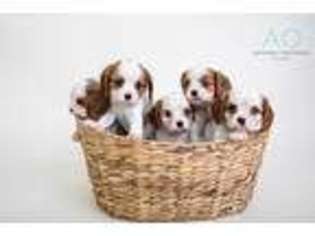 Cavalier King Charles Spaniel Puppy for sale in North Bend, WA, USA