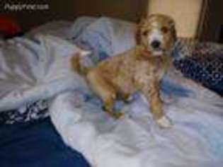 Goldendoodle Puppy for sale in Southfield, MI, USA