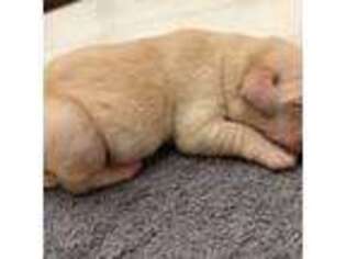Labrador Retriever Puppy for sale in Celina, TX, USA