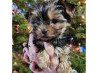 Yorkshire Terrier Puppy for sale in Philadelphia, PA, USA