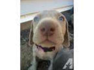 Weimaraner Puppy for sale in COLORADO SPRINGS, CO, USA