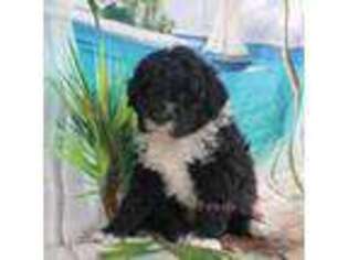 Portuguese Water Dog Puppy for sale in Carson City, MI, USA