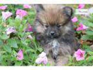 Pomeranian Puppy for sale in Battle Creek, MI, USA