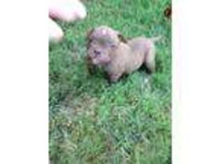American Bulldog Puppy for sale in Mooresville, IN, USA