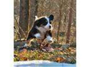 Bernese Mountain Dog Puppy for sale in Loudonville, OH, USA