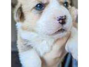 Pembroke Welsh Corgi Puppy for sale in Lebanon, OR, USA