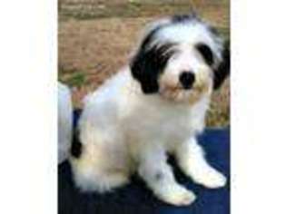 Mutt Puppy for sale in Ash Flat, AR, USA