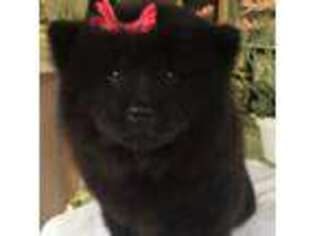 Chow Chow Puppy for sale in Lindale, TX, USA