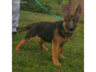 German Shepherd Dog Puppy for sale in Fuquay Varina, NC, USA