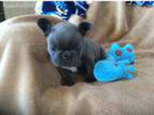 French Bulldog Puppy for sale in Filer, ID, USA