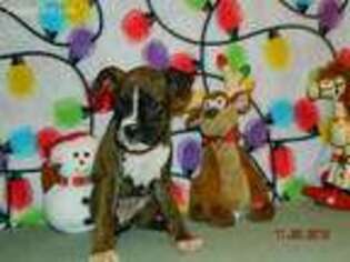 Boxer Puppy for sale in West Plains, MO, USA