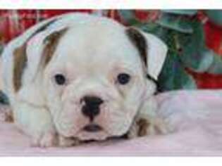 Bulldog Puppy for sale in New Paris, IN, USA