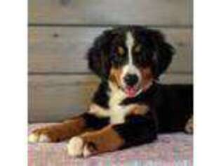 Bernese Mountain Dog Puppy for sale in Dickson, TN, USA