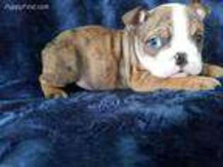 Bulldog Puppy for sale in Camden, MI, USA
