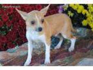 Chihuahua Puppy for sale in Hagerstown, IN, USA