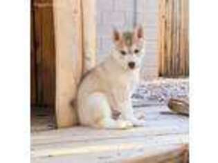 Siberian Husky Puppy for sale in Tempe, AZ, USA