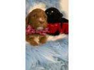 Labradoodle Puppy for sale in South Holland, IL, USA