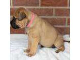 Bullmastiff Puppy for sale in Saint Louis, MO, USA