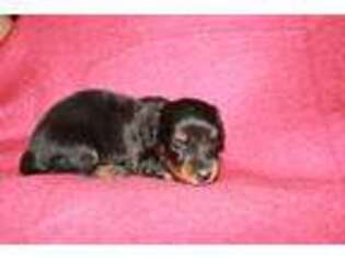 Dachshund Puppy for sale in Burlington, CO, USA