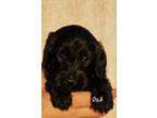 Goldendoodle Puppy for sale in Perry, OK, USA
