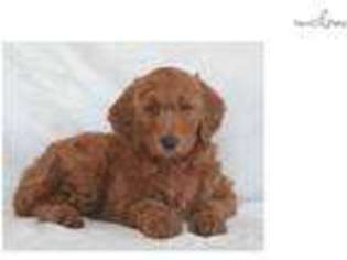Goldendoodle Puppy for sale in Lafayette, IN, USA