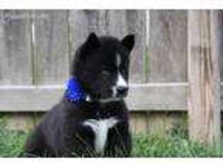 Siberian Husky Puppy for sale in Peoria, IL, USA
