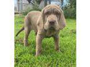 Neapolitan Mastiff Puppy for sale in Lowry City, MO, USA
