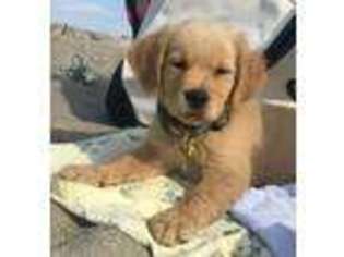 Golden Retriever Puppy for sale in West Warwick, RI, USA