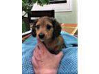 Dachshund Puppy for sale in Santa Clarita, CA, USA