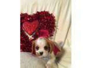 Cavalier King Charles Spaniel Puppy for sale in Omaha, AR, USA