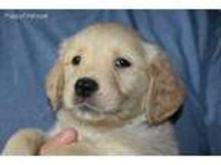 Golden Retriever Puppy for sale in Maryville, MO, USA
