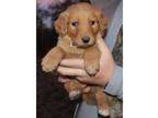 Goldendoodle Puppy for sale in Quitman, AR, USA