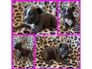 French Bulldog Puppy for sale in Broken Bow, OK, USA