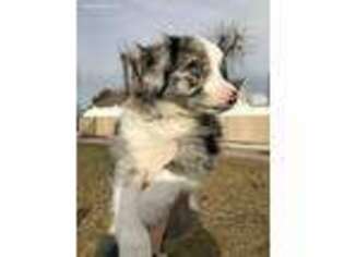 Miniature Australian Shepherd Puppy for sale in Lehi, UT, USA