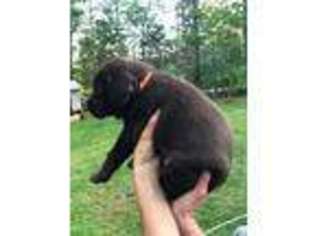 Labrador Retriever Puppy for sale in Ramer, TN, USA