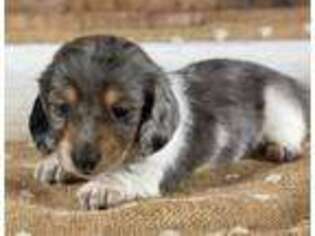 Dachshund Puppy for sale in Lansing, IA, USA