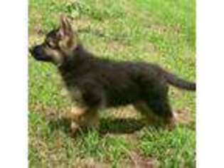 German Shepherd Dog Puppy for sale in Mountain Home, AR, USA