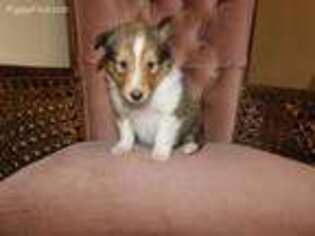 Shetland Sheepdog Puppy for sale in Rochester, IN, USA