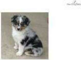 Australian Shepherd Puppy for sale in Tulsa, OK, USA